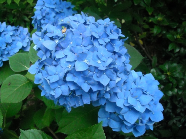 Image of Blue hydrangea blossom