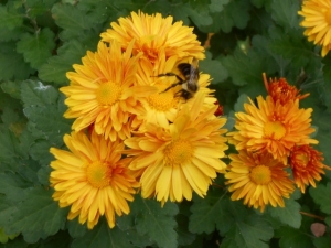 One of the busy bees on a full blown chrysanthemum
