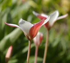 Pretty but retiring tulipa clusiana, photo from John Grimshaw's Garden Journal