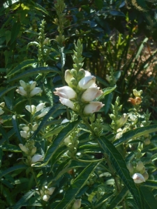 Just a hint of pink as white turtlehead flowers mature