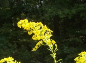 Goldenrod, begins to bloom in August, but still going strong in October