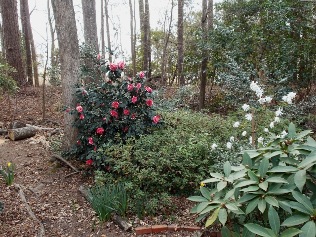 Image of Camellias companion plant for Japanese holly